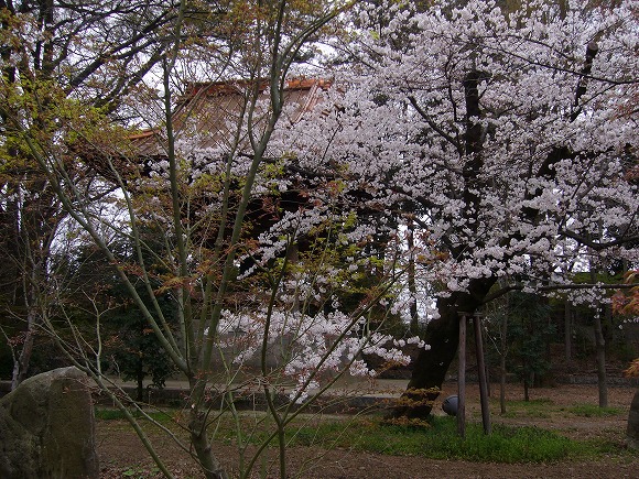 桜と楓に覆われた鐘楼